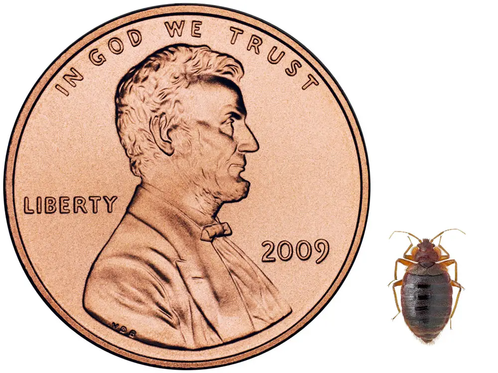 How big is a bedbug?