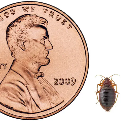 Tag Can you kill a bed bug with a blow dryer? Bedbug Solutions